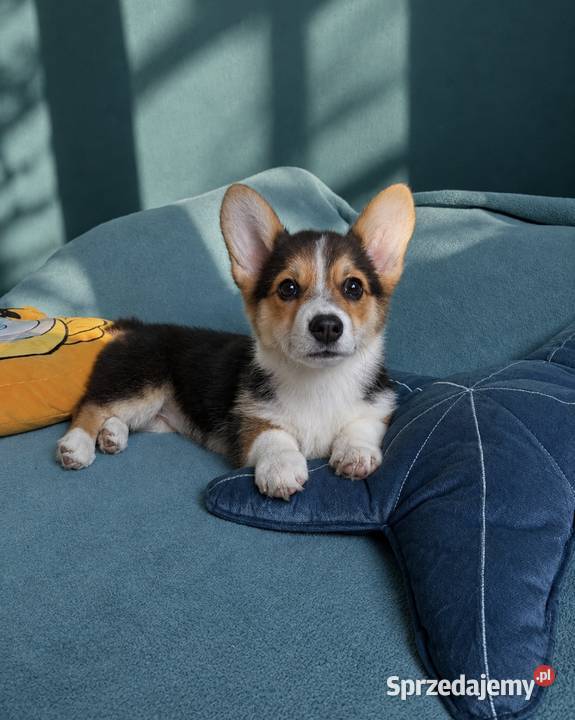 Welsh Corgi Pembroke Dziewczynka Kraków