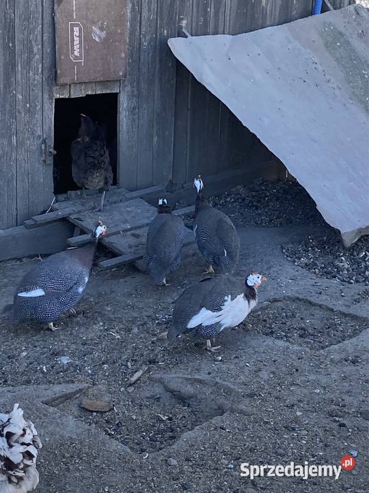 Jaja lęgowe perliczek pantarek Krasnystaw sprzedam