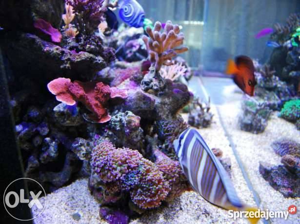 akwarium morskie 1307060