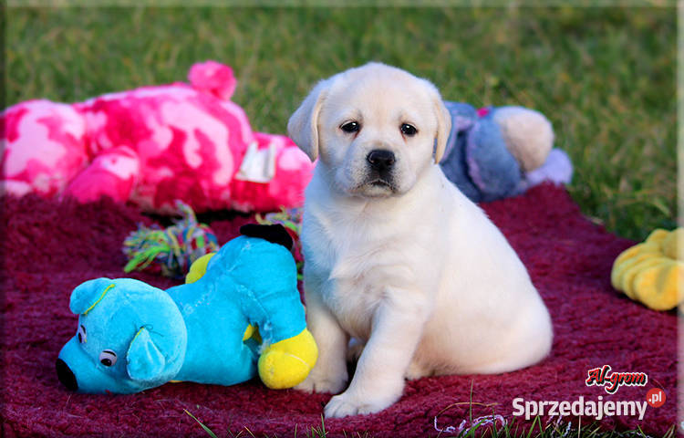 Labrador żółtebiszkoptowe szczenięta ZKWP FCI mazowieckie