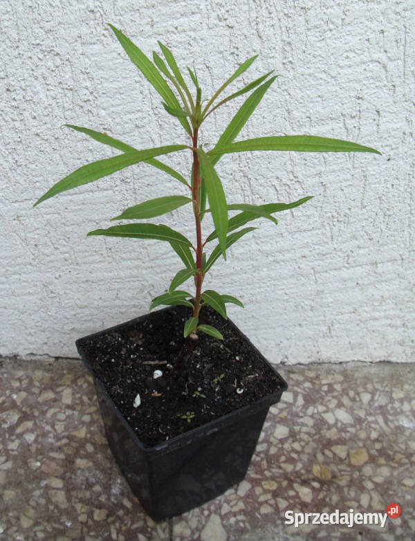 WIERZBA SACHALIŃSKA Smocza sadzonki w doniczkach