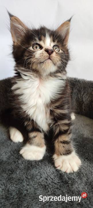 Maine coon Kotka czarna klasycznie pręgowana z Żywiec
