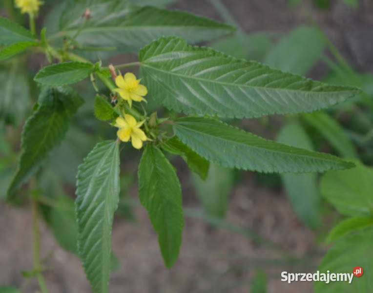 JUTA KOLOROWA Corchorus olitorius NASIONA 15000 Lubanie