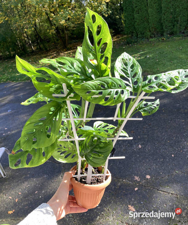 Bujna i zadbana Monstera adansonii Krk Kraków