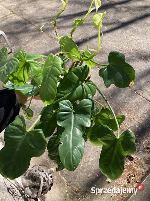 Mniejszy zestaw Philodendron filodendron Kraków