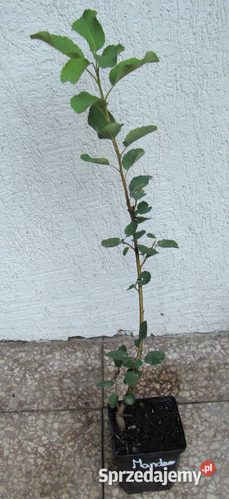 ŚWIDOŚLIWA OLCHOLISTNA Mandam sadzonki w