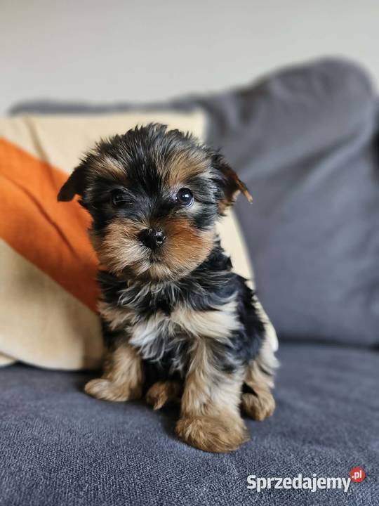 Suczka Yorkshireterrier Malutka Gotowa do zmiany śląskie sprzedam