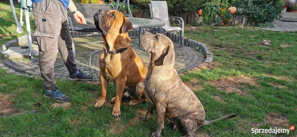 SZCZENIĘTA CANE CORSO Cane Corso lubelskie Puławy