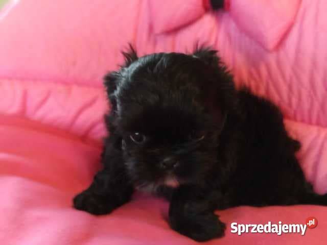 Shih Tzu Prześliczne Biało Czarne i Czarne Olkusz