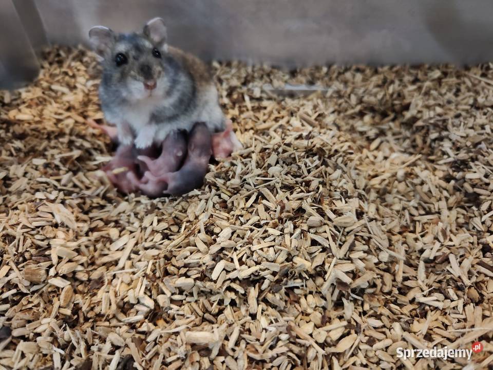 Chomik dżungarski Jastrzębie-Zdrój