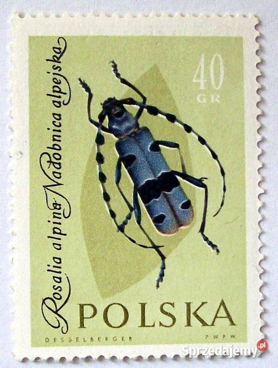 Polska1132113311341135113611371138113911401141114