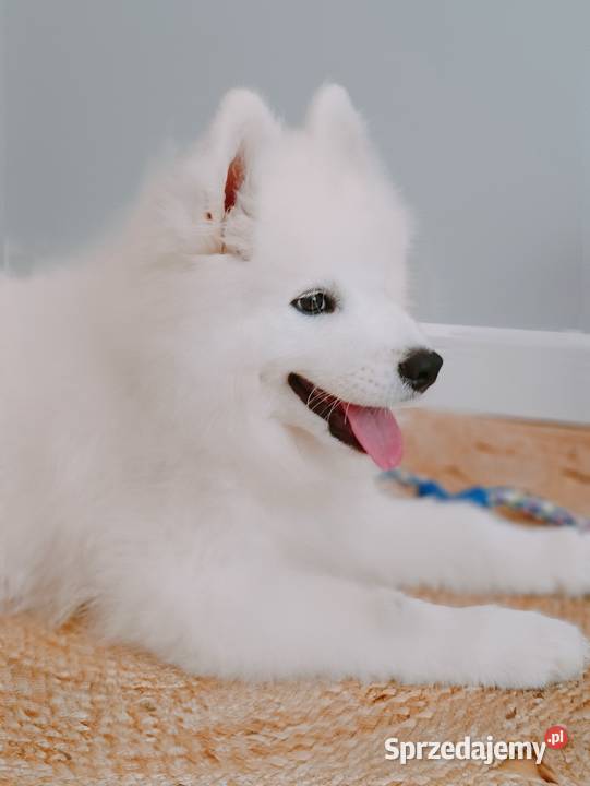 Szczeniaczek Samoyed Olszówka sprzedam