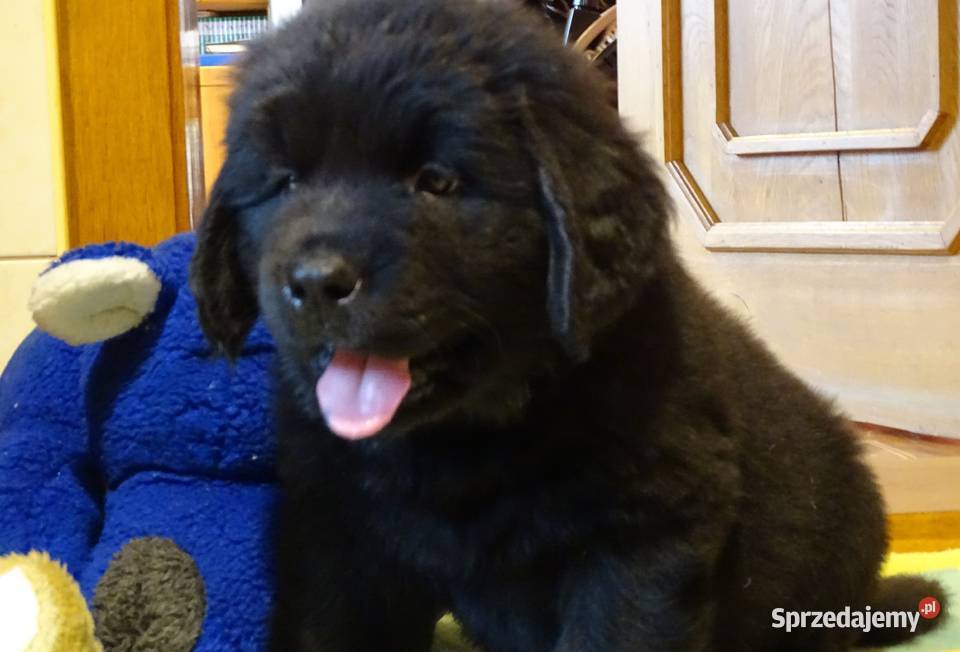 Nowofundland szczeniaki Góra