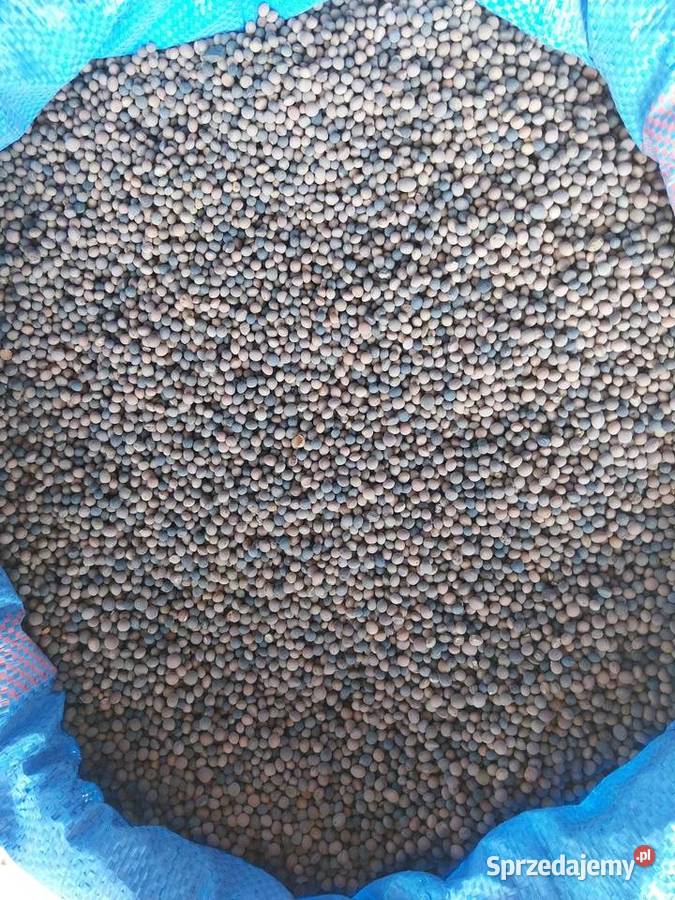 Groch Wyka Peluszka Gorczyca