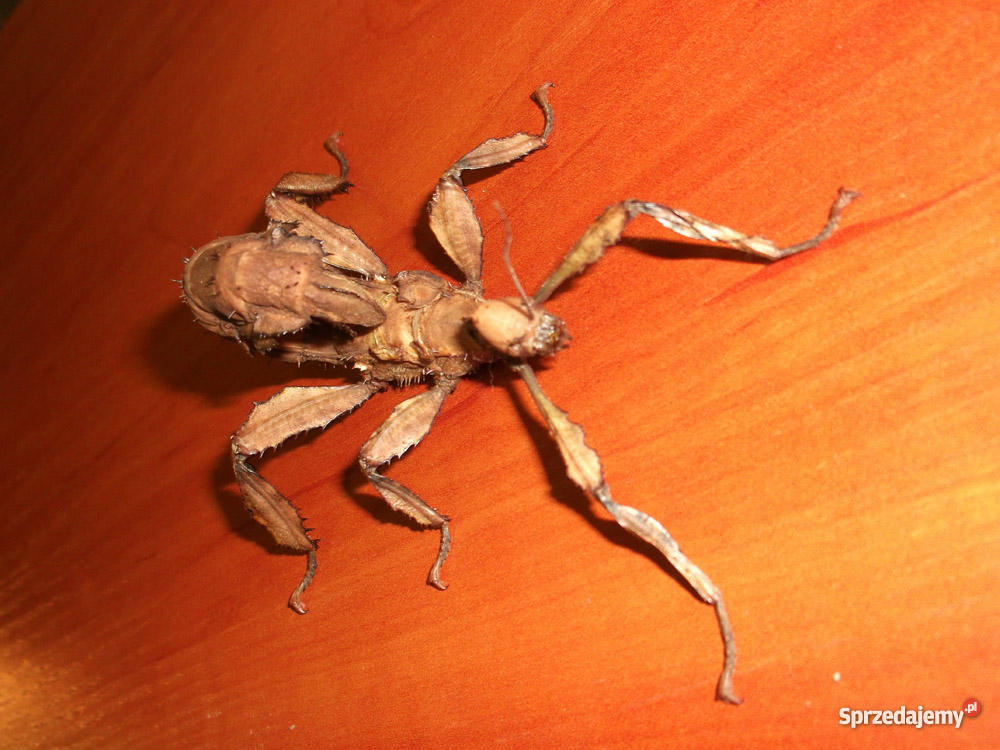 straszyk australijski Dąbrowa Górnicza