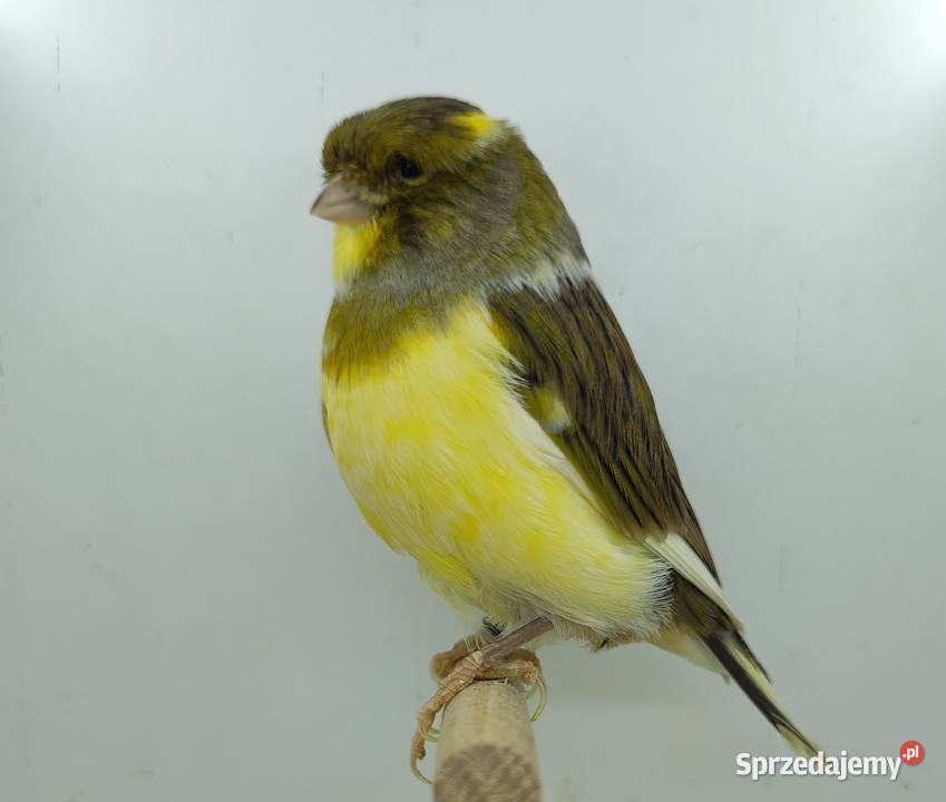 Kanarek kanarki glostery samce i samice Kępno