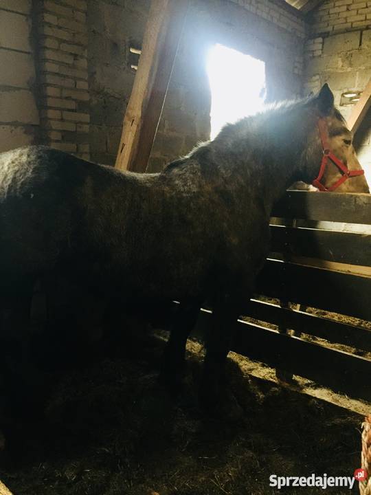Do sprzedania klacz percheron Pozostałe mazowieckie Dalnia sprzedam