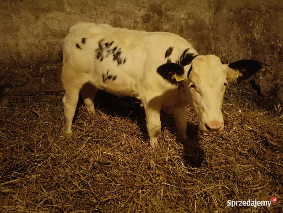 Sprzedam Byczka i Jałówkę