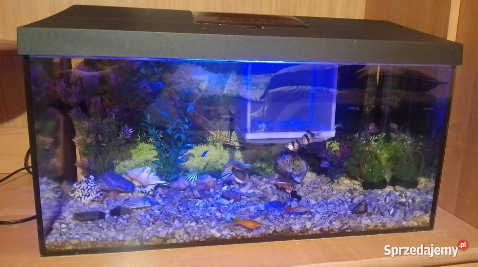 Akwarium aquael 55 litraRybki Czarzyzna