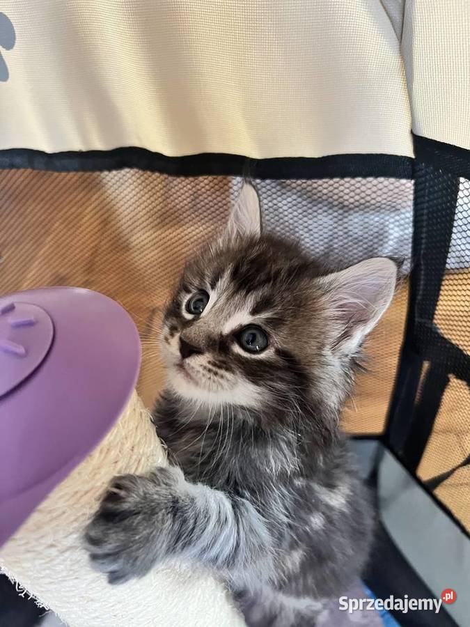 Kocięta Maine Coon Szczekociny