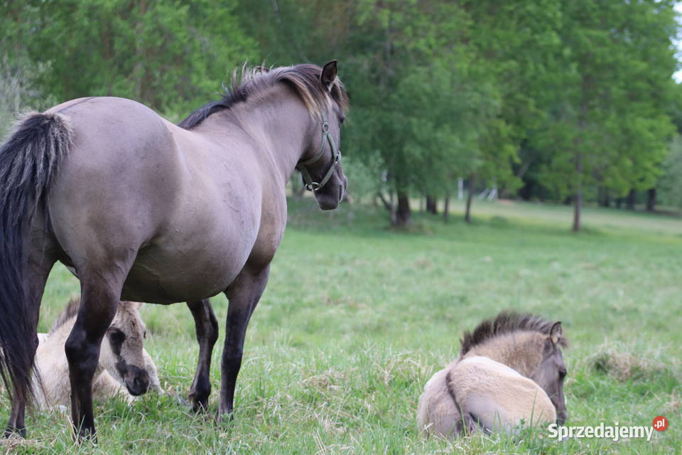 Ogierki odsadki konika polskiego 4 sztuki Połczyn-Zdrój