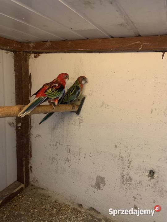 Rozella białolica 2025 para