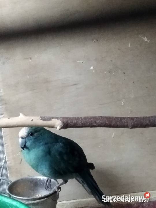 Modrolotki pary sprzedam Ptaki Rybnik