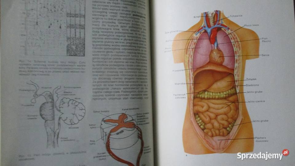 Domowy poradnik medyczny Rośliny lecznicze Łódź