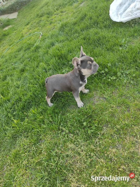 Buldog francuski blue tan Radom