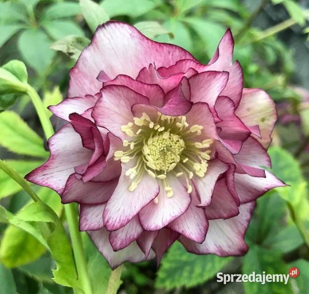 CIEMIERNIK WSCHODNI DOUBLE ELLEN PICOTEE Ustronie sprzedam