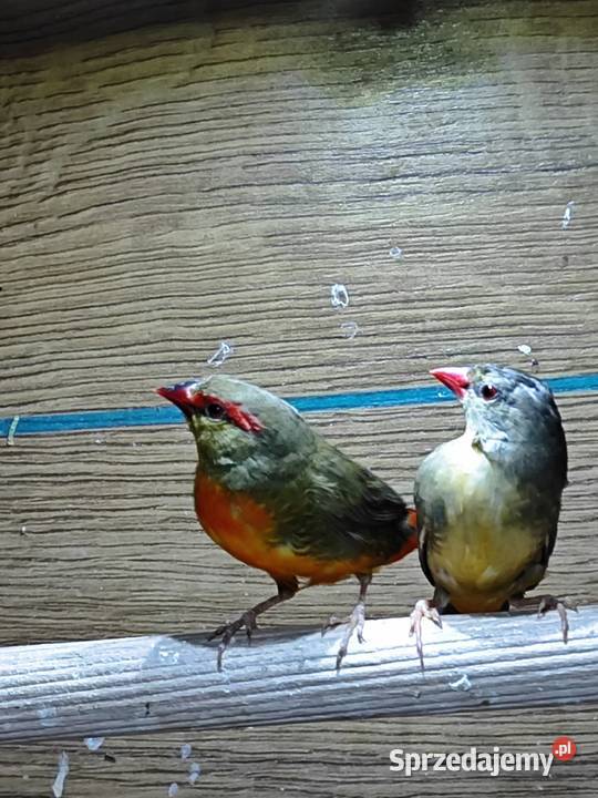 Bengalik złotobrzuchy para 2025 astryld Astryldy Myślenice