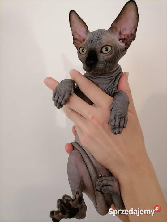 Przepiękne koty Płatna Adopcja Wwa Sosnowiec Warszawa sprzedam