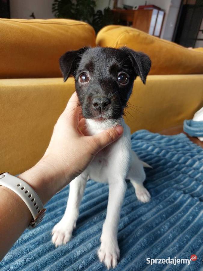 Parson russell terrier suczka szczenię Wrocław