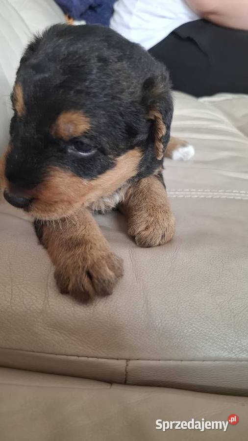 Airedale Terrier szczenięta rasowe ZKwP Pozostałe lubelskie Lublin