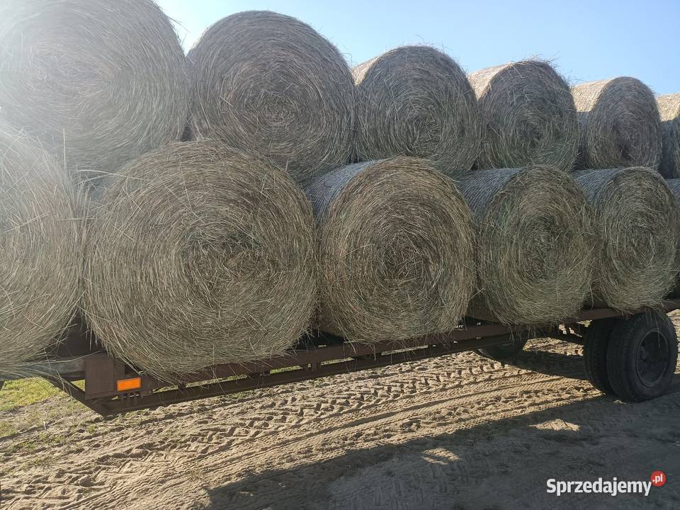 Siano suche i pogodne Radzyń Podlaski