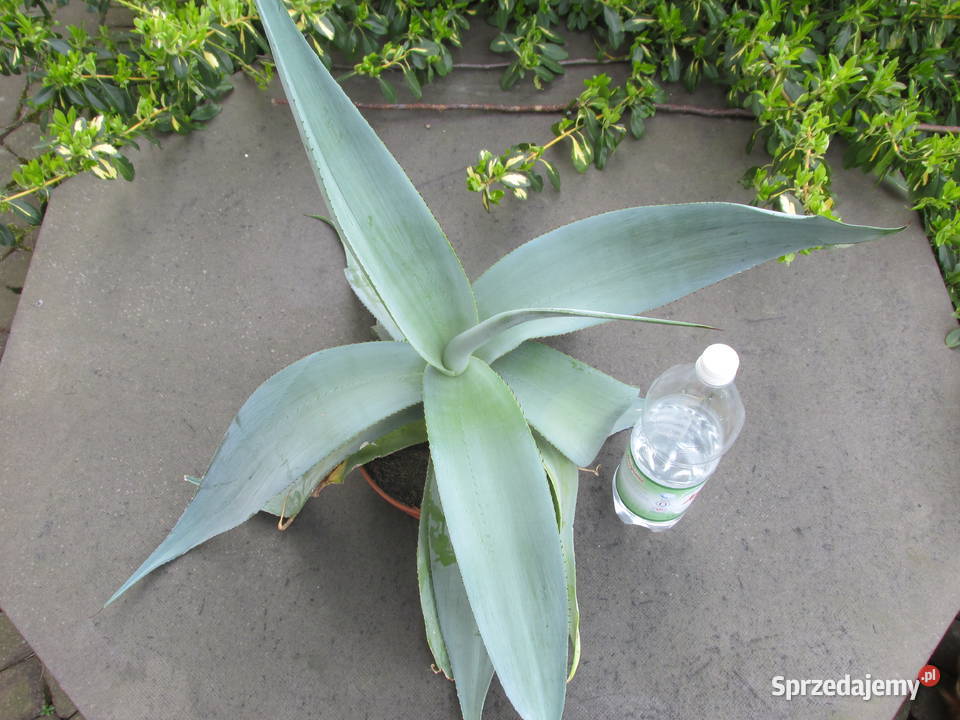 Agawa platynowa agave guingenola platinium Kraków