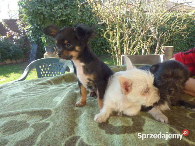 Śliczne Chihuahua pieski i sunie Ślesin