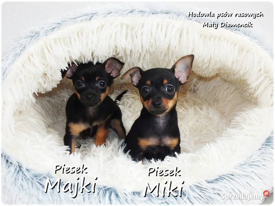 Mini Piesek Pinczer miniaturowy tzw Ratlerek Żary