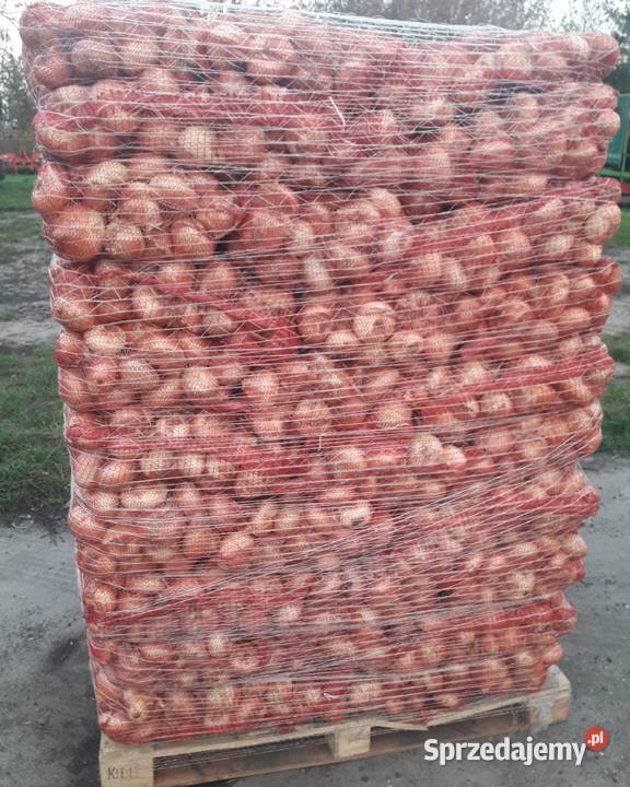 sprzedam cebule z dymki odmiana stuttgarter Wiskitki