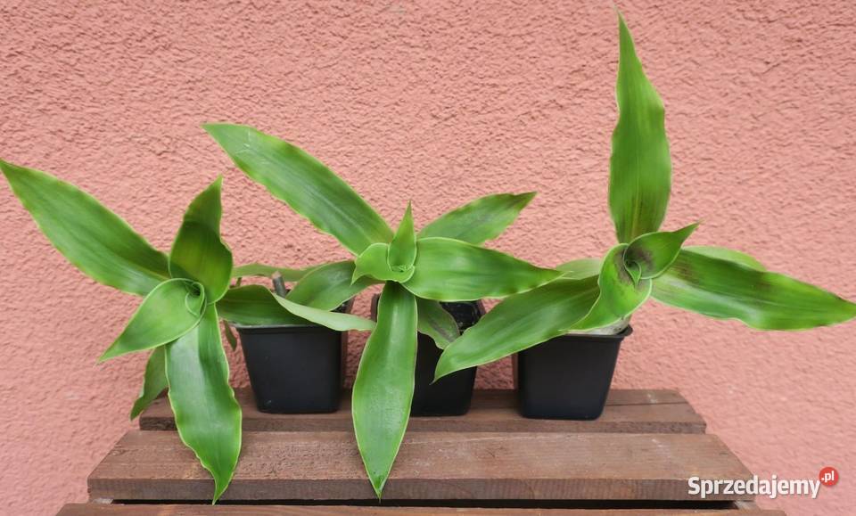 Złoty wąs Callisia Fragrans mazowieckie Pruszków
