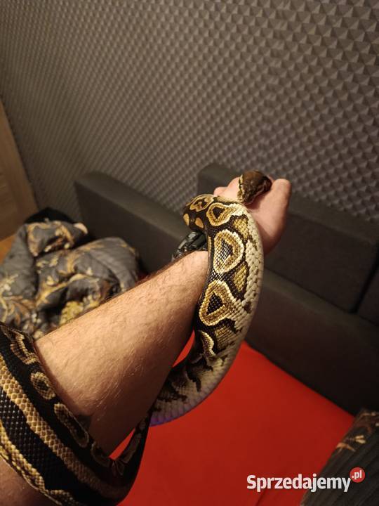 Pyton Królewski Black Phantom Pastel samica Nysa sprzedam