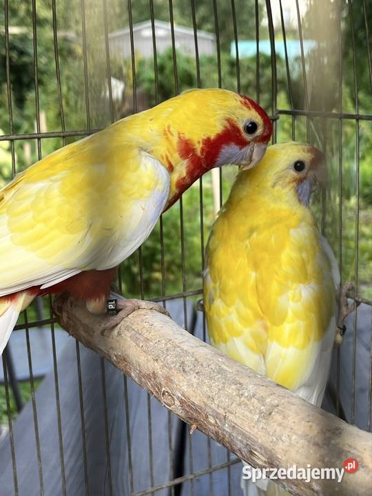 Rozela Królewska Pastel Sztum sprzedam