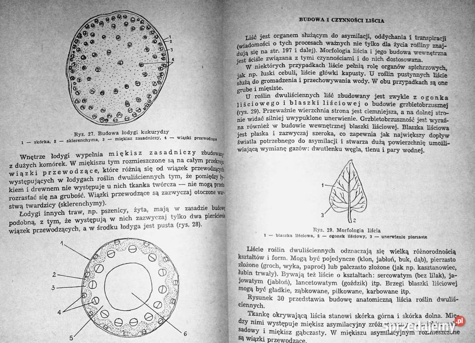 Repetytorium z biologii L Hausbrandt J Mazurowa miękka Chełm sprzedam