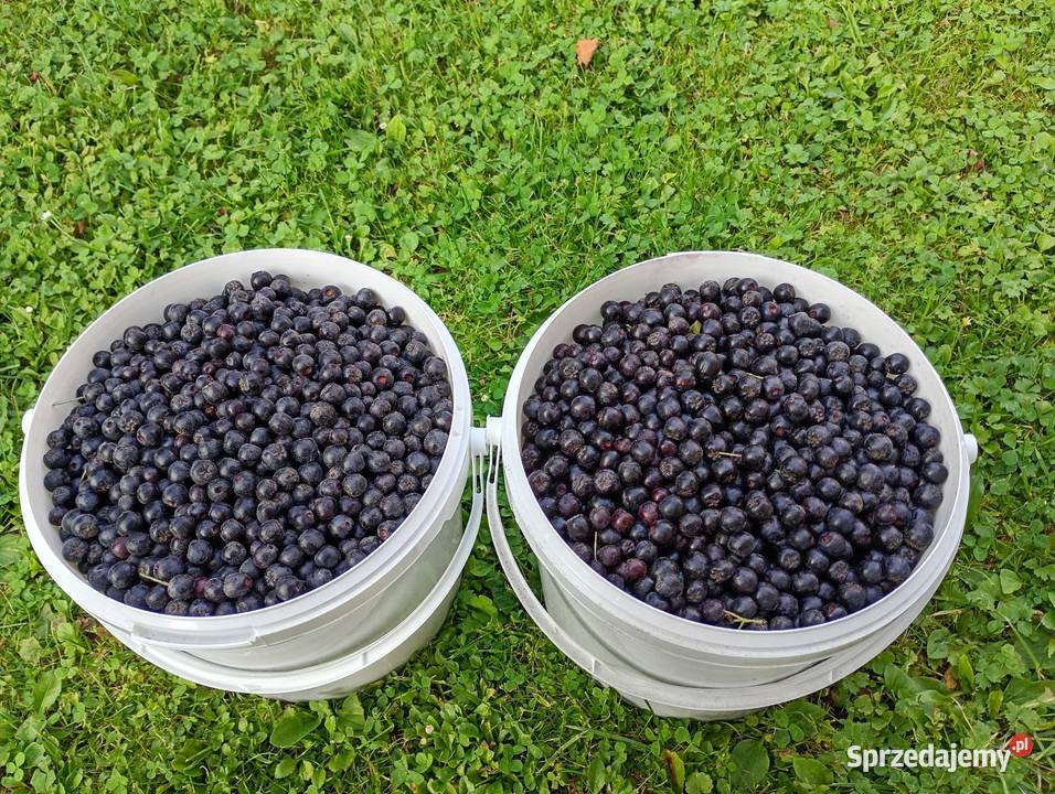 Aronia owoc 8