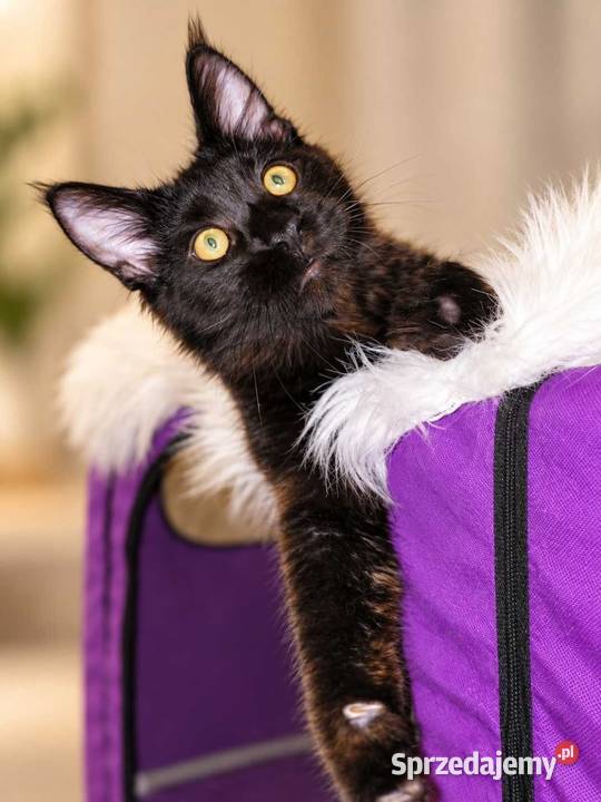 Sultan kocurek Maine Coon Black Solid