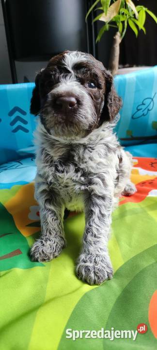 Lagotto Romagnolo Będzin