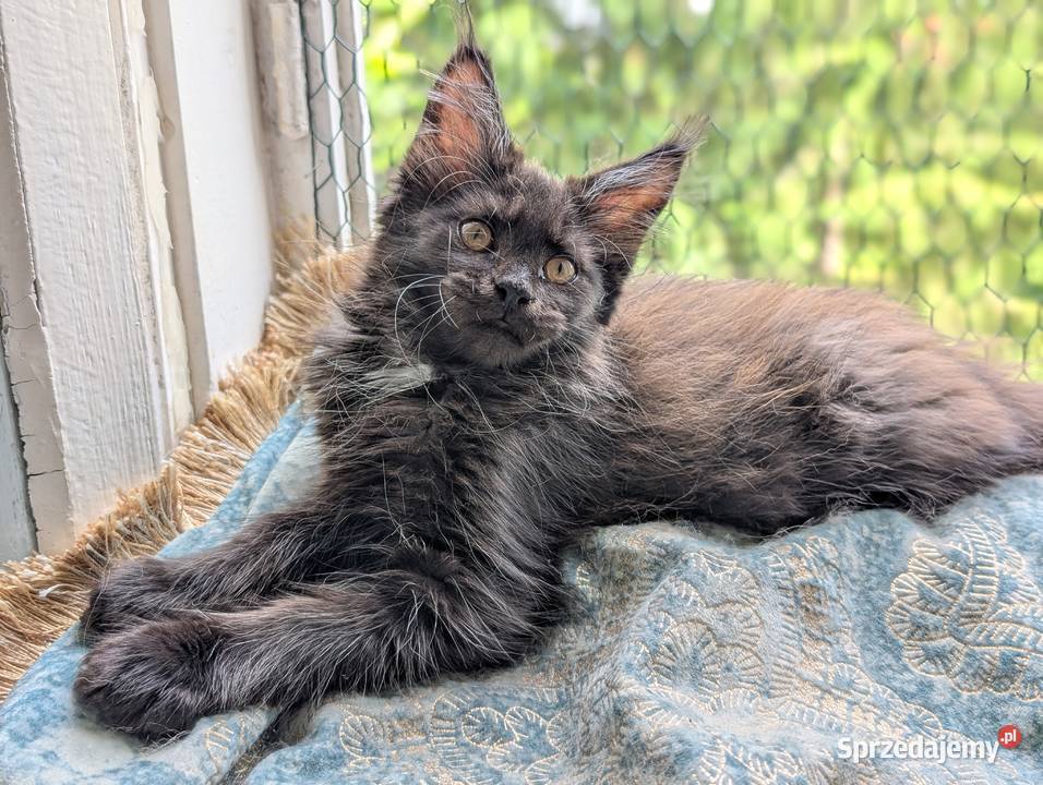 Kocięta Maine Coon z hodowli FIFe FPL – rodowód, piękne i zdrowe!