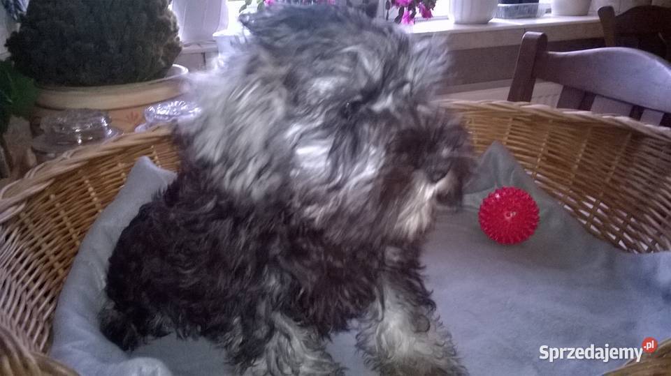 sznaucer miniaturowyszczenięta gotowe do odbioru kujawsko-pomorskie Lubień Kujawski