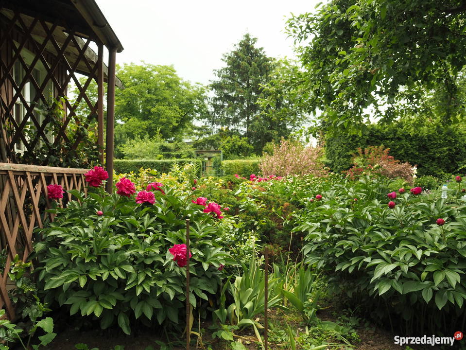 Działka w ROD Czerniaków sprzedam Warszawa