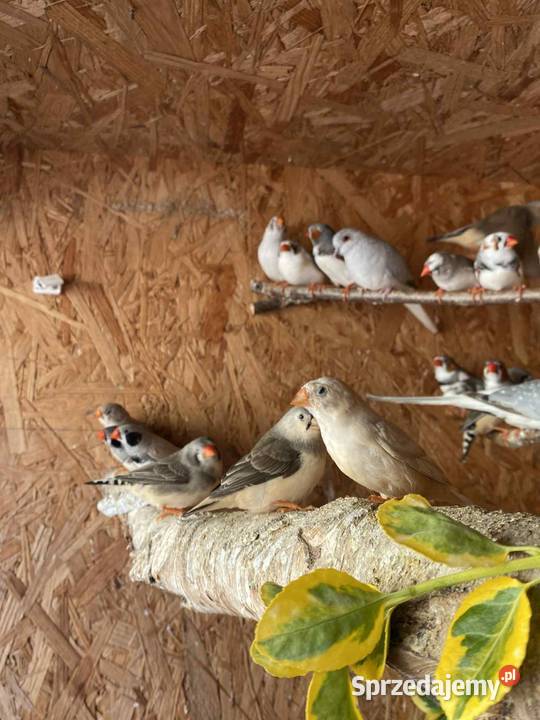 Sprzedam zeberki Mechlin